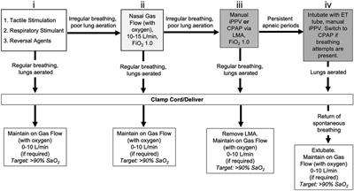 Respiratory patterns in spontaneously breathing near-term lambs delivered by caesarean section under spinal anaesthesia